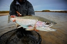 بزرگترین انتخاب آلاسکا : طلا یا ماهی