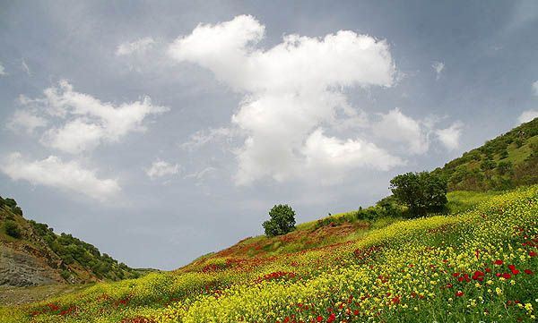 هنرنمایی بهار را در این مناطق به نظاره بنشییند / از پوشش رنگارنگ لاله ها در دشت کوهرنگ تا شکوفه باران کوچه باغ های شیراز