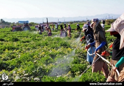 سم پاشی دسته جمعی مزارع کشاورزی در هشت بندی هرمزگان