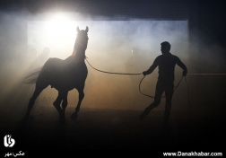 جشنواره اسب‌های اصیل عربی