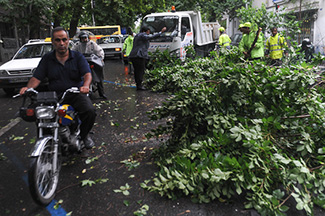 قطع شدن 300 درخت در طوفان های تهران