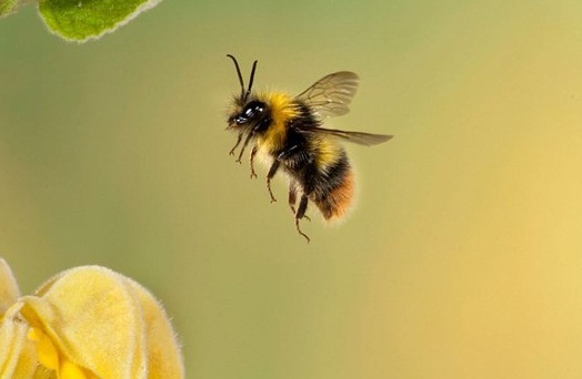 زنبورها برای گیاهان از کود مهم‌ترند