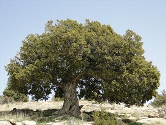 ثبت سه درخت کهنسال و یک چشمه در فهرست میراث ملی 1