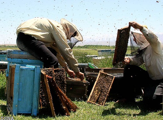 یک راهکار برای افزایش کیفیت عسل