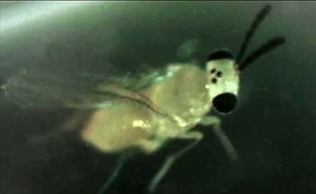 کوچکترین زنبور جهان کشف شد