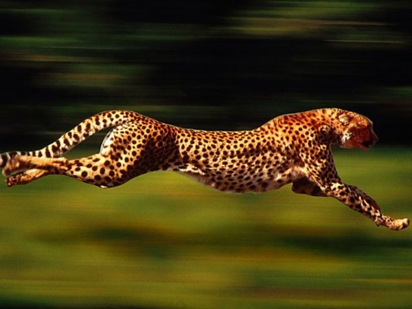 سریع ترین حیوانات جهان را بشناسید
