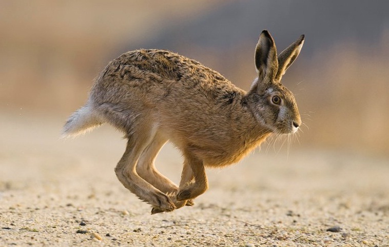 سریع ترین حیوانات جهان را بشناسید