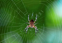 عنکبوت چگونه راحت و سریع تار می‌بافد؟