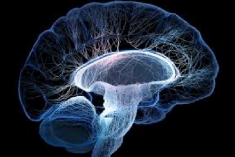 آیا ریسک پذیری افراد به ساختار مغزشان مربوط است؟