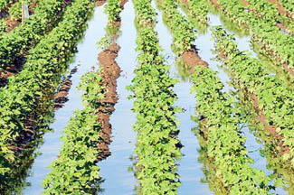 وزارت نیرو نمی تواند آب بخش کشاورزی را کاهش دهد
