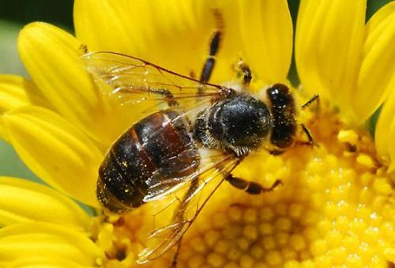 روشی نوین برای حفظ جان زنبورهای عسل
