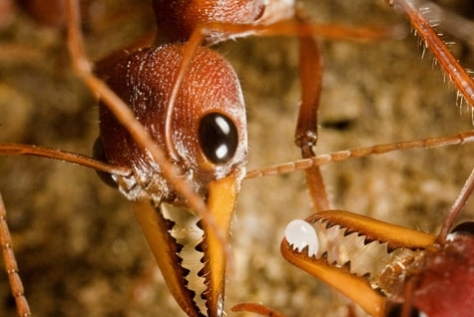 مورچه ها در نبرد با عنکبوت ها چه تاکتیکی دارند؟