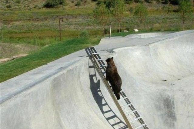 خرس ها توانایی حل مساله دارند!