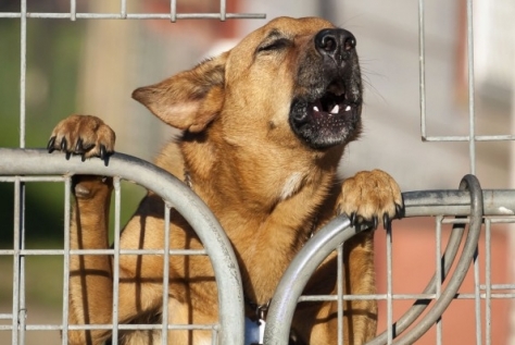 سگ ها صدای پارس همدیگر را تشخیص می دهند