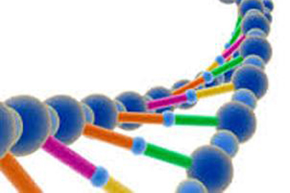 کشف گروه وسیعی از ژن های مرتبط با قد انسان