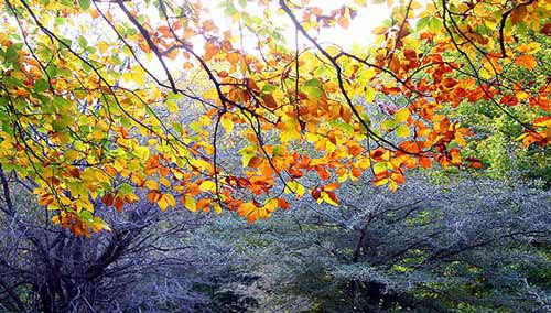 دلایل علمی تغییر رنگ برگ درختان در فصل پاییز چیست؟