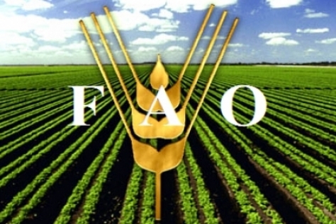 کشاورزی خانوادگی کلید مبارزه با گرسنگی در جهان است