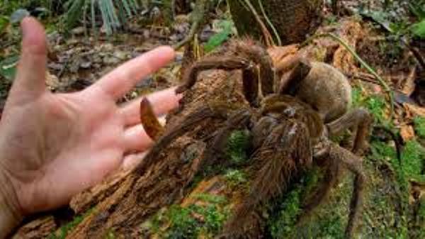 کشف بزرگترین عنکبوت جهان