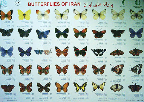 «پروانه های ایران» به «کتاب سبز» رادیو کتاب می آیند