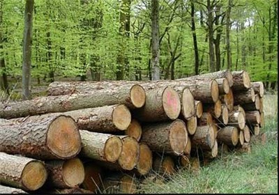 صادرات چوب ممنوع شد/ وضعیت جنگل‌های بلوط عادی است