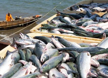تولید یک میلیون و 100 هزار تن محصولات شیلاتی در سال جاری/ پرورش ماهی در قفس به 2 برابر پارسال رسیده است