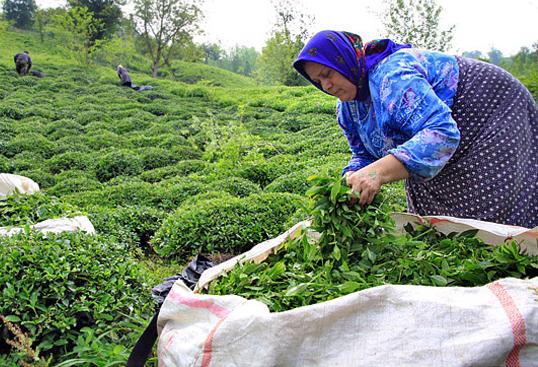 امسال 24 هزار تن چای خشک در کشور تولید شد/ افزایش درآمد چایکاران به 203 میلیارد تومان
