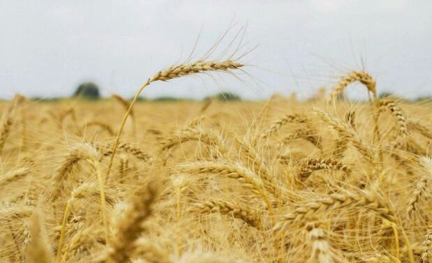 ایجاد 19 میلیون تن ظرفیت ذخیره گندم در کشور/ 22 استان وارد چرخه خرید گندم شدند