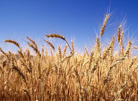 کیفیت گندم امسال نسبت به سال گذشته بهبود یافته است/ 15 میلیون تن ظرفیت مازاد نیاز در کارخانجات تولید آرد