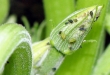 کشف گونه‌ای جدید از حشرات توسط پژوهشگران ایرانی