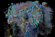 نقشه سه بعدی و باکیفیت گوگل از ارتباطات مغزی