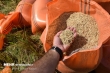 دولت از اعمال ممنوعیت فصلی واردات برنج خودداری کند