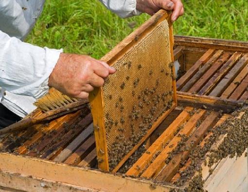 ایران سومین کشور تولیدکننده عسل در دنیاست