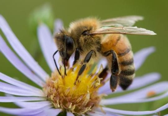 زنبور عسل در تولید یک سوم غذای انسان نقش دارد/ کاهش جمعیت زنبور عسل در اثر یک بیماری ناشناخته