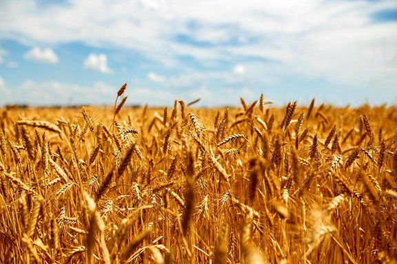 پیش بینی خرید 400 هزارتن گندم و 4هزارتن کلزا در استان لرستان