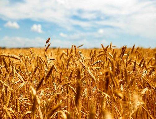 خرید تضمینی 8 میلیون تن گندم در سال جاری/ یک میلیون و 300 هزار تن شکر در داخل تولید می شود