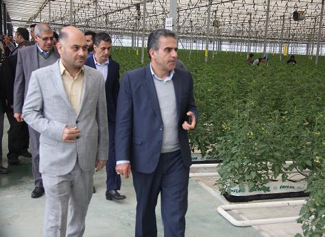 مدرن ترین گلخانه شیشه ای استان تهران تا پایان امسال به بهره برداری می رسد