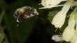 دفع آفات مزارع ۳ استان با همکاری زنبورها