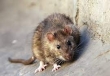ابتلای چند نفر در انگلیس به بیماری که از طریق موش منتقل می‌شود