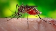 ورود یک «پشه» دردسرساز به کشور و خطر انتقال سه بیماری ویروسی