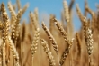 گندم قابل کشت در مناطق سرد تولید شد