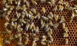 بومی‌سازی دستگاه تلقیح ملکه زنبورعسل با قابلیت کنترل باروری