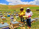 وقتی زنبور عسل کام اقتصاد کشاورزی آذربایجان‌شرقی را شیرین می کند
