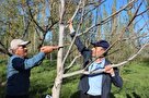 خداحافظی باغات استان اردبیل با سرمازدگی با اجرای طرح سرشاخه‌کاری درختان گردو