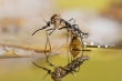 موفقیت طرح اصلاح ژنتیکی پشه‌ها در آمریکا
