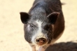 شیوع یک بیماری مشترک بین انسان و خوک