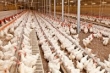 توان صادرات بیش از ۸۰۰ هزار تن گوشت مرغ