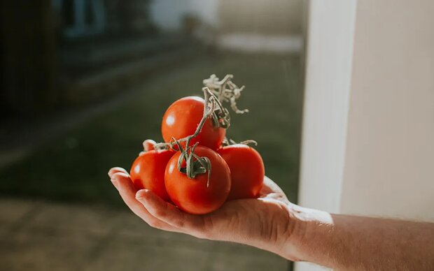 گوجه فرنگی مهندسی شده باهدف کاهش کلسترول به بازار می آید