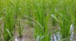 پایان کشت اول برنج در مازندران زیر سایه استرس کم‌آبی