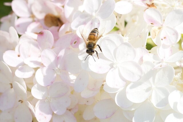میکروبی که ناجی جان زنبورهای عسل است شناسایی شد