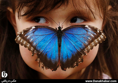 پروانه آبی مورفو بر روی بینی دختر بچه ای در یک نمایشگاه در موزه تاریخ طبیعی لندن
